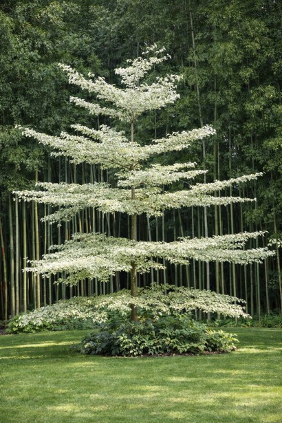 Дерен спірний Варієгата|Cornus controversa Variegata|Дерен спорный Вариегата 